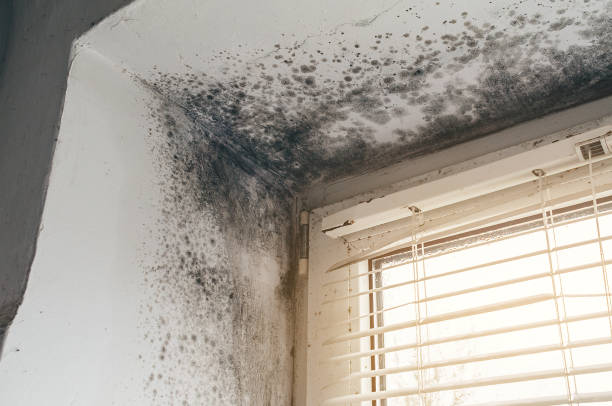Affordable Basement Mold Removal solutions in Halifax, NC