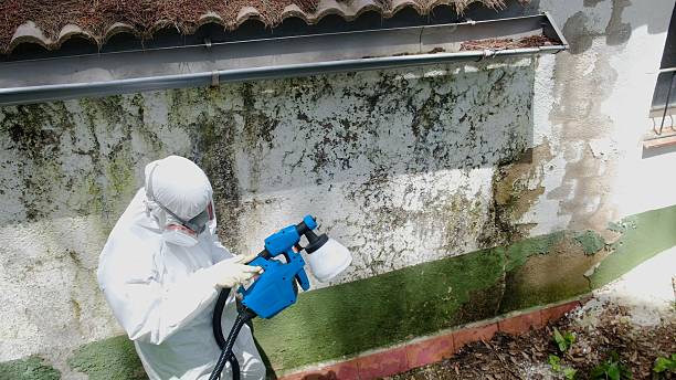 Top rated local Basement Mold Removal specialists in Halifax, NC